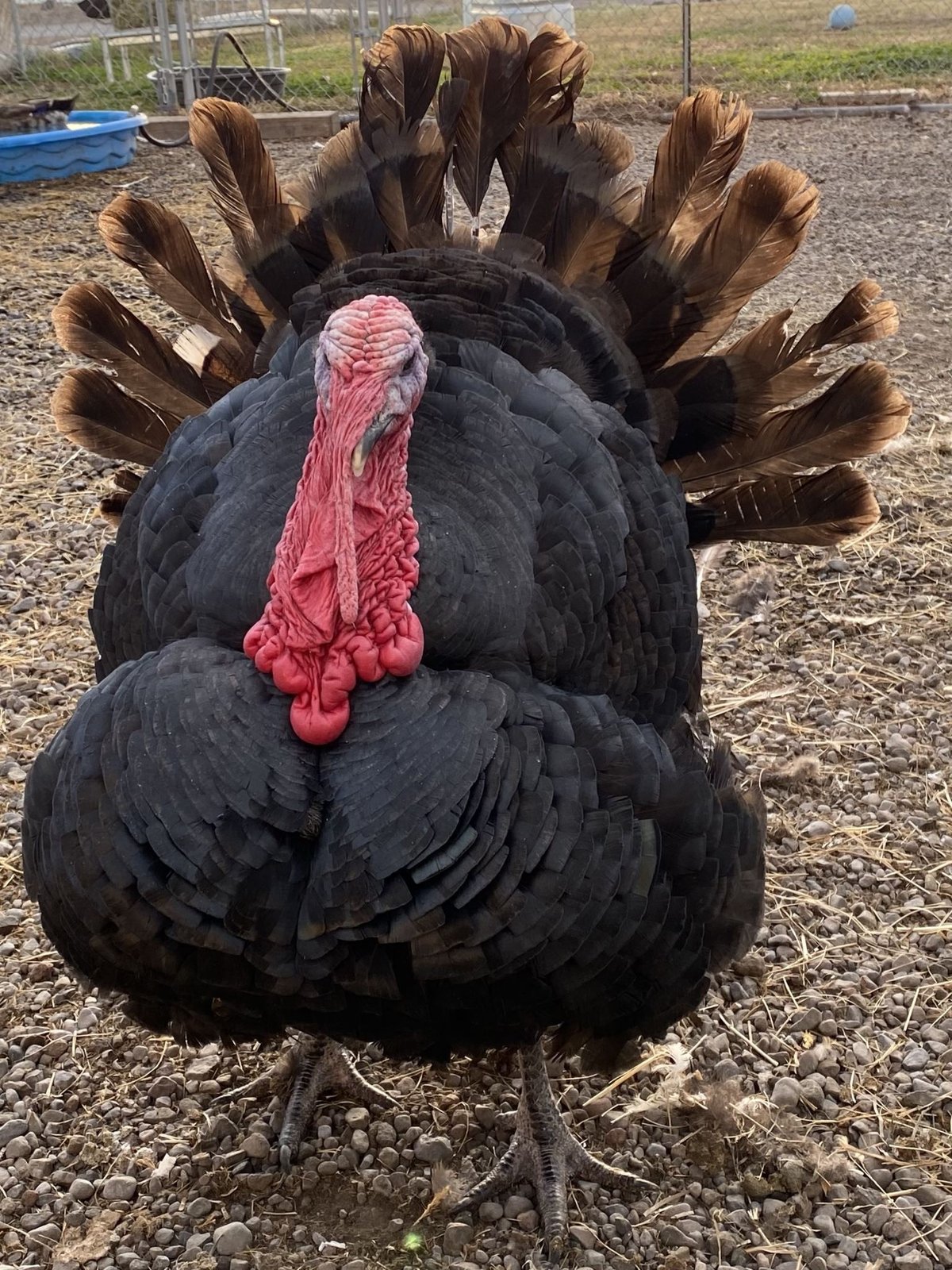 Klamath Large Animal Shelter: Big Love for Big Animals
