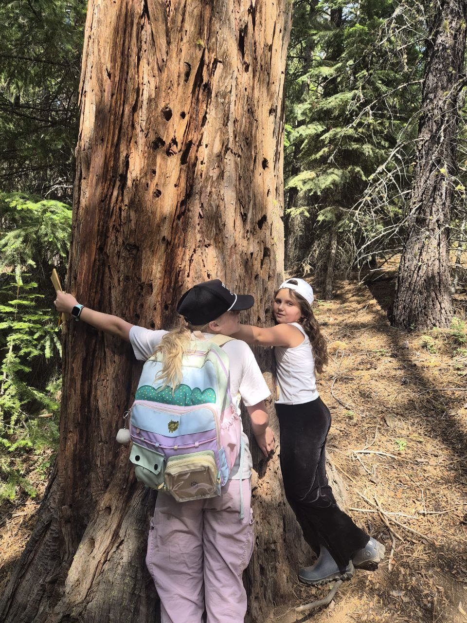 Two campers showing love for one of the rare incense cedars we have at camp.