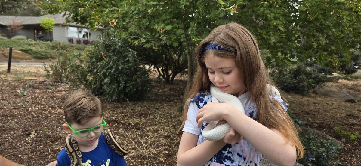 One white snake cradled, one ball python worn