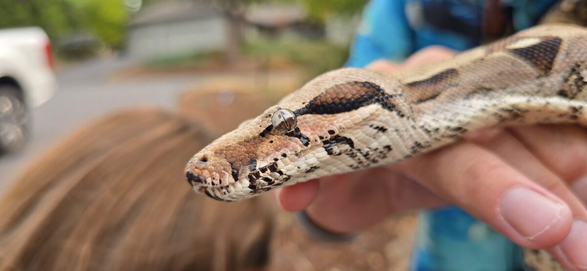 The boa up close — a slit pupil in a marbled iris