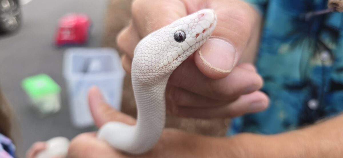 The white snake's eye — every scale and speckle in focus
