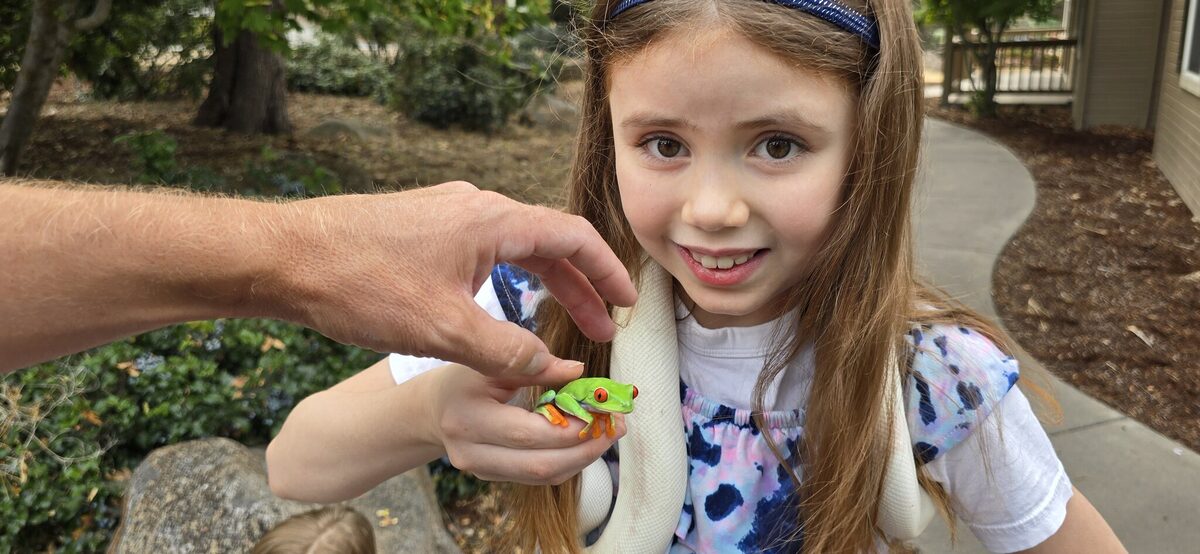 A red-eyed tree frog and a white snake at the same time