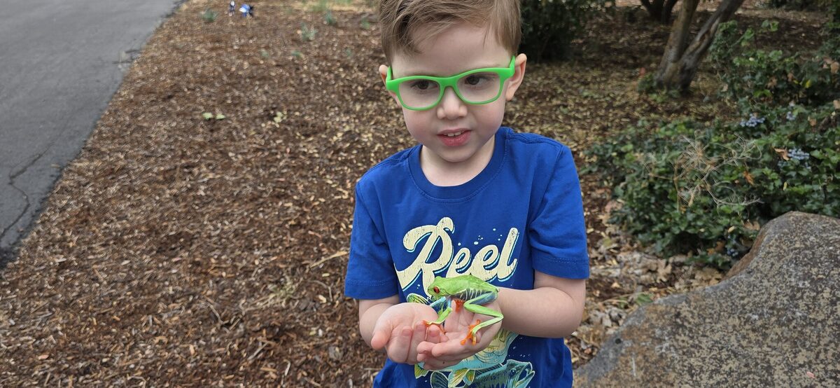 A red-eyed tree frog makes a perfect handful