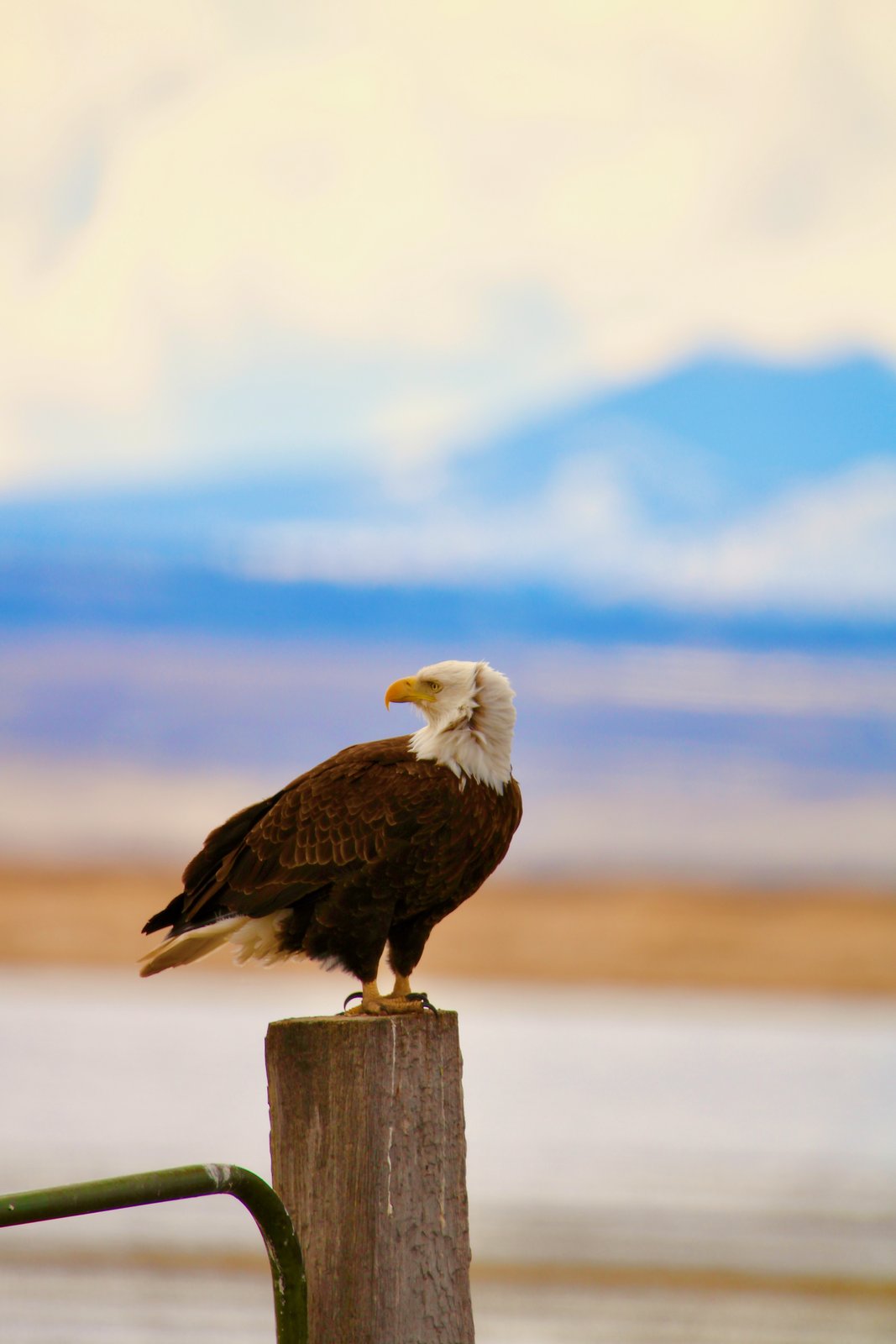 04-Klamath-Falls-Wingwatchers — photo 10