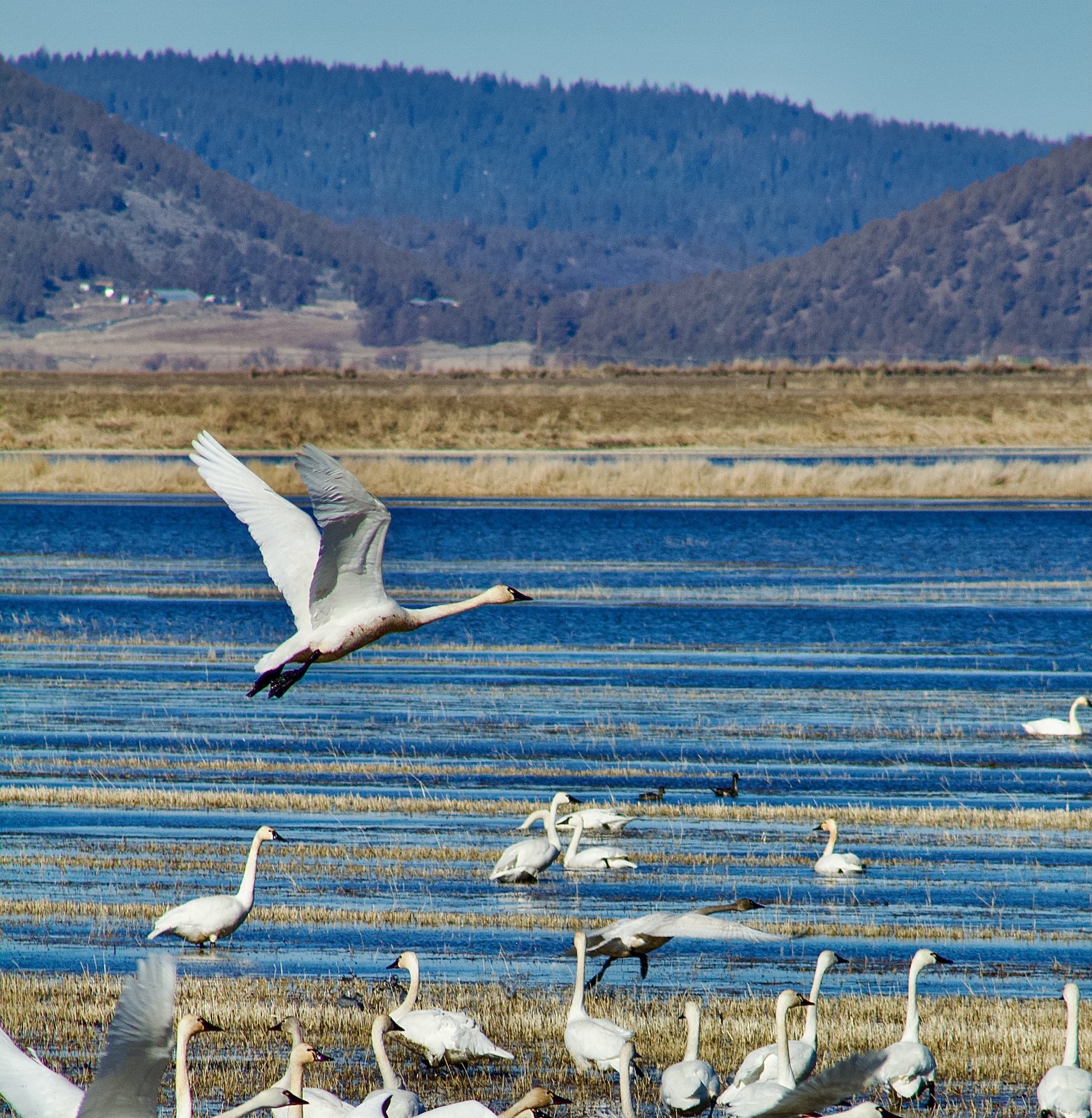 04-Klamath-Falls-Wingwatchers — photo 18
