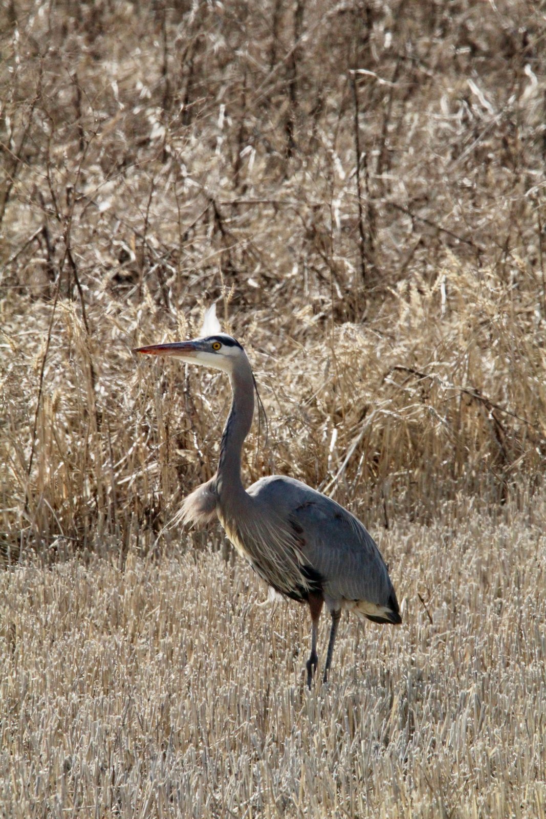 04-Klamath-Falls-Wingwatchers — photo 19