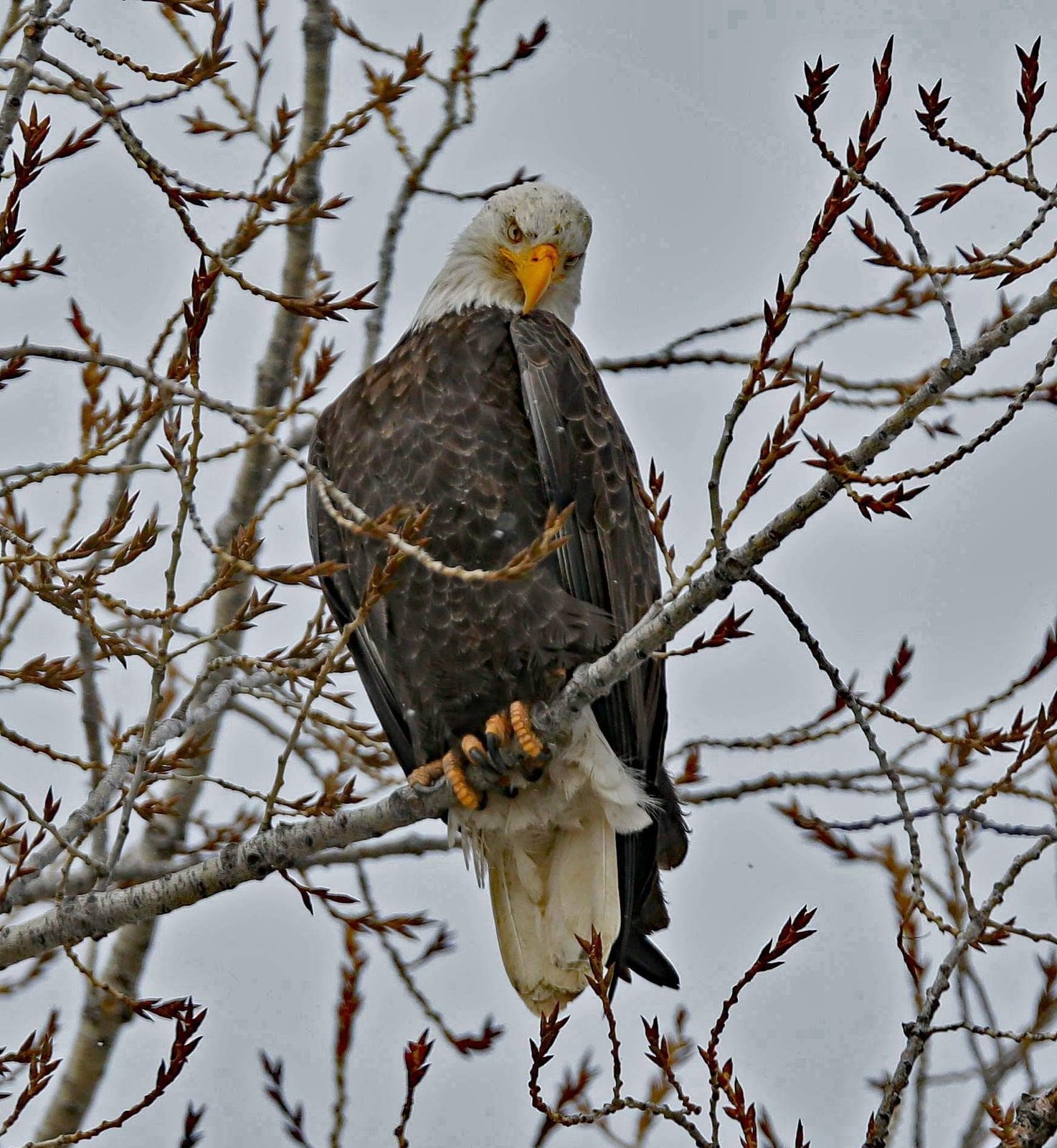 04-Klamath-Falls-Wingwatchers — photo 21