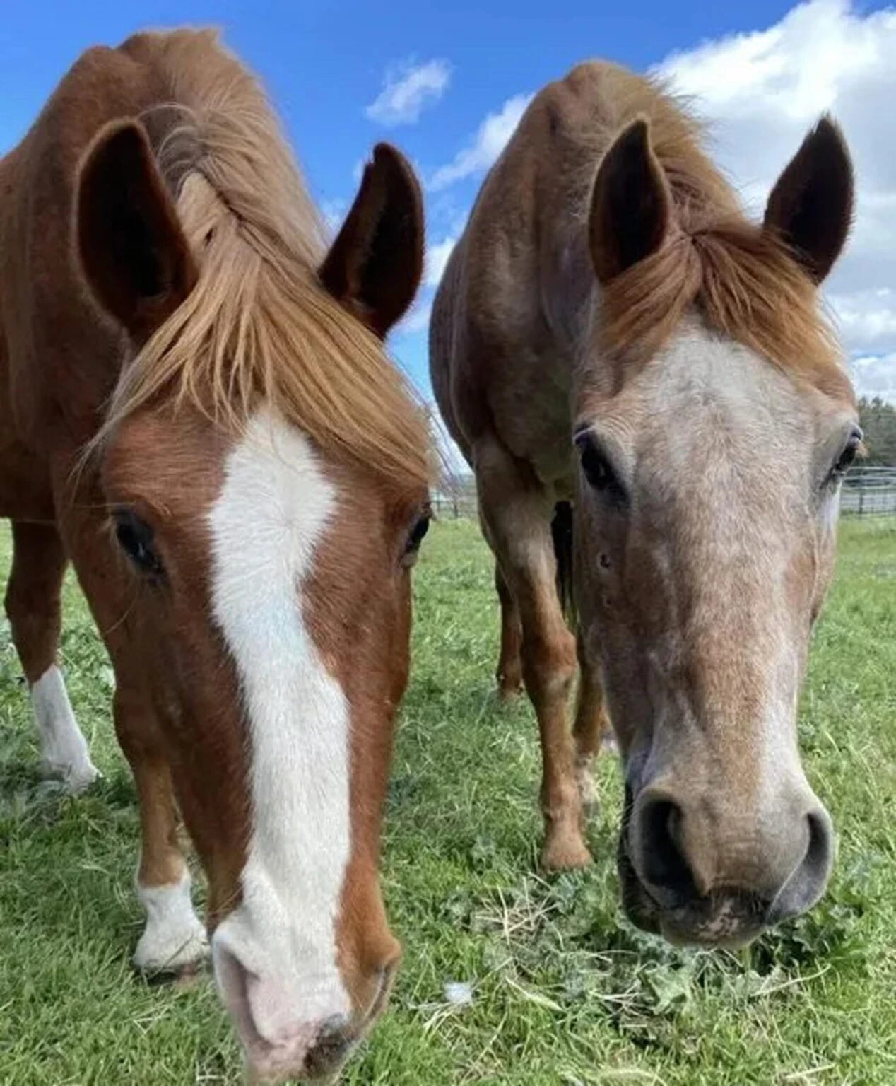 Equestrian program riders at Running Y Resort